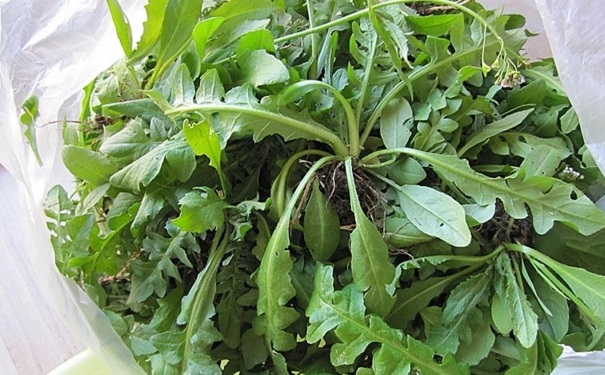 薺菜是涼性還是熱性的？月經(jīng)期間可以吃薺菜嗎？(1)