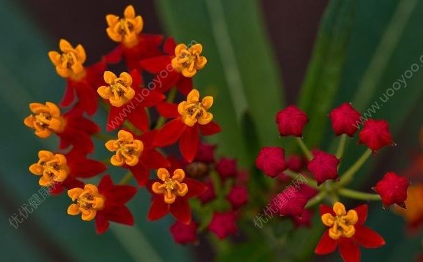 傳網(wǎng)購(gòu)鮮花藏毒花馬利筋，馬利筋真的有毒嗎？(2)