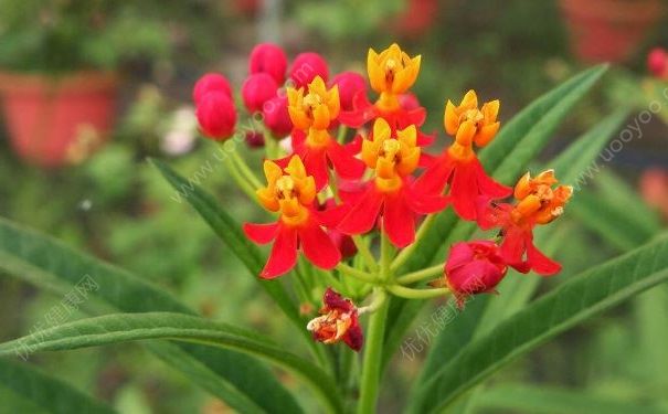 傳網(wǎng)購(gòu)鮮花藏毒花馬利筋，馬利筋真的有毒嗎？(3)