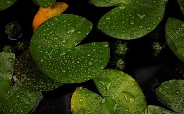 下雨衣服晾不干怎么辦？下雨天淋雨的衣服還要洗嗎？(4)