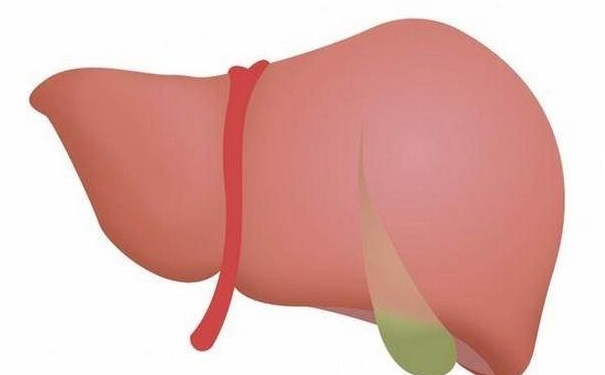 會(huì)誘發(fā)肝癌的食物種類有哪些？哪些食物傷肝嚴(yán)重(1)