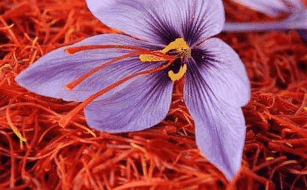 紅花和藏紅花有什么區(qū)別？藏紅花要怎么鑒別？(1)