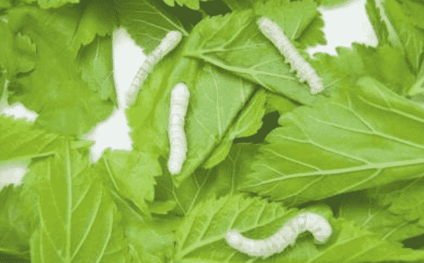 中藥桑葉可以減肥嗎？桑葉茶怎么做？(1)