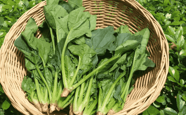 夏季女人補(bǔ)血養(yǎng)氣吃什么蔬菜好？夏季吃什么蔬菜有補(bǔ)血的作用(1)
