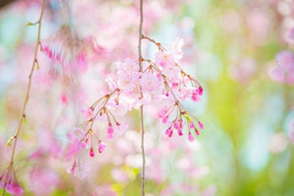 夏日必吃養(yǎng)生涼菜！清熱解暑利五臟通經(jīng)脈！(1)