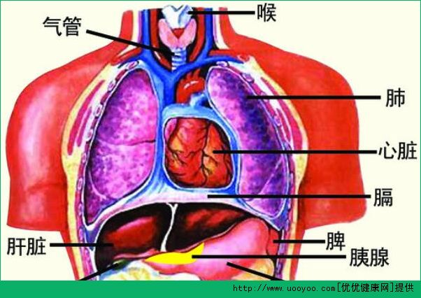 診脈有什么作用？診脈和臟腑的聯(lián)系(3)