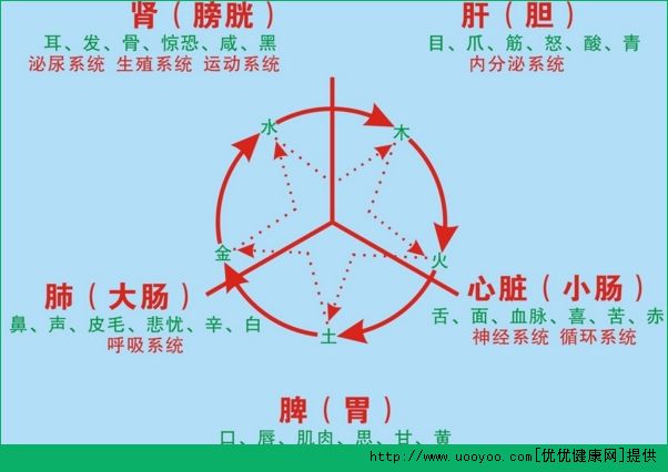 臟與腑的區(qū)別是什么？臟與腑的關系有哪些？(4)
