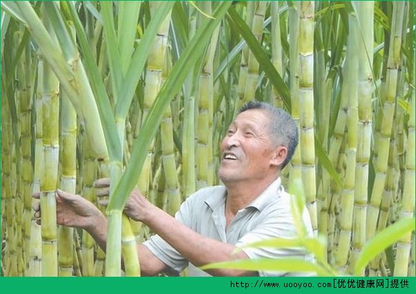 甘蔗什么時(shí)候上市？甘蔗是什么季節(jié)的水果？(5)