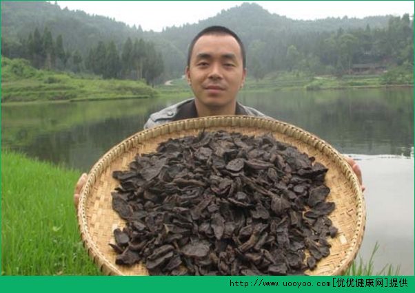 何首烏吃多了會怎樣？何首烏吃多了會中毒(3)