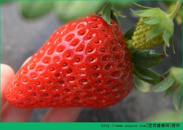 草莓是什么季節(jié)的水果？吃草莓的季節(jié)是幾月份？(2)