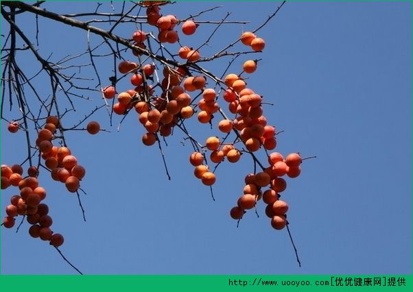 腎炎能吃柿子嗎？腎炎吃柿子好嗎？(3)