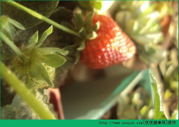 草莓怎么種？草莓陽(yáng)臺(tái)種植方法介紹(1)