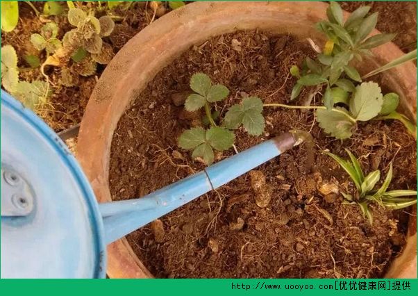 草莓怎么種？草莓陽(yáng)臺(tái)種植方法介紹(5)