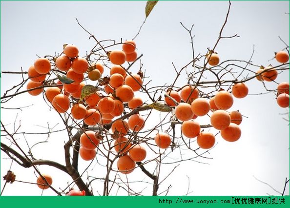 柿子是水果還是蔬菜？柿子是水果嗎？(2)