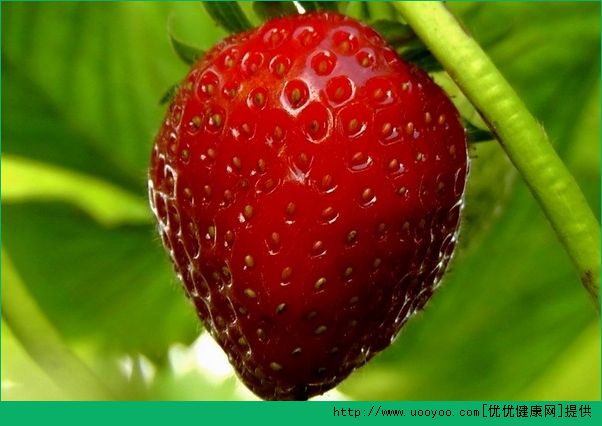 草莓可以放幾天？草莓保存時(shí)間介紹(2)