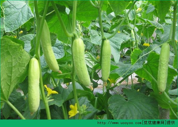 吃黃瓜有什么好處？經(jīng)常吃黃瓜有什么好處？(1)
