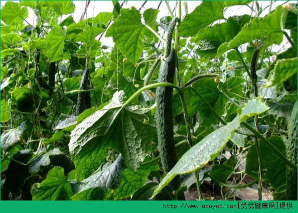 吃黃瓜有什么好處？經(jīng)常吃黃瓜有什么好處？(6)