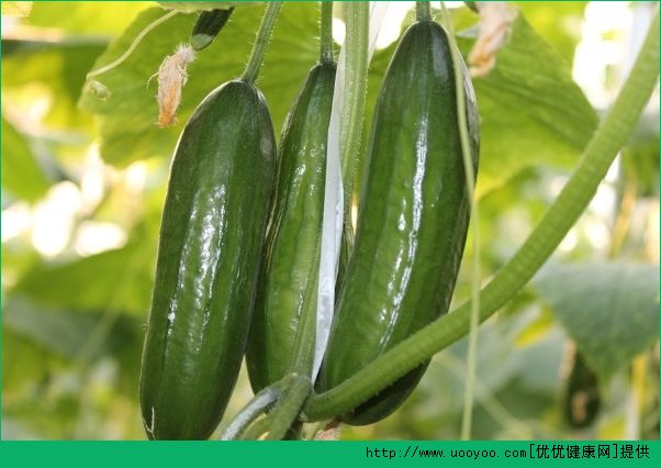 膽結(jié)石能吃黃瓜嗎？膽結(jié)石吃黃瓜好不好？(1)