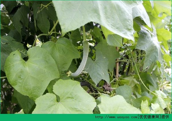膽結(jié)石能吃黃瓜嗎？膽結(jié)石吃黃瓜好不好？(5)