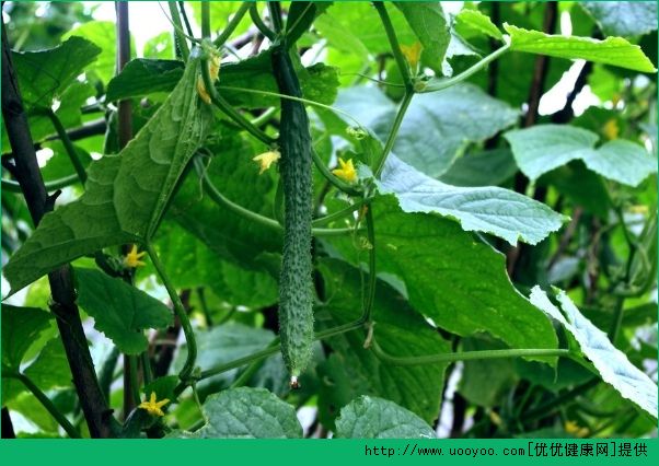 膽結(jié)石能吃黃瓜嗎？膽結(jié)石吃黃瓜好不好？(4)