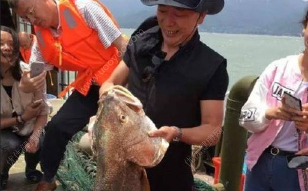 天價(jià)魚賣出347萬，黃唇魚為什么這么貴？(3)