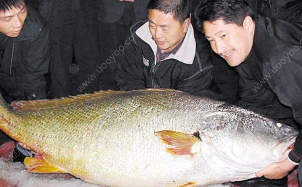 天價(jià)魚賣出347萬，黃唇魚為什么這么貴？(4)