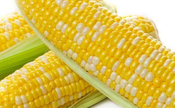 玉米的功效和作用是什么？玉米的熱量高不高？(1)