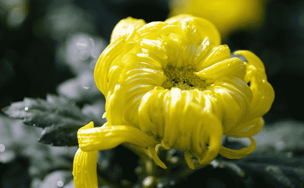 菊花的選購有什么技巧？菊花的功效與作用有什么？(1)