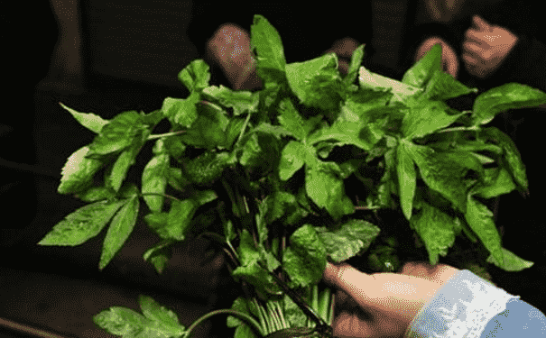 吃蔬菜的誤區(qū)是什么？挑選蔬菜有哪些方法？(1)