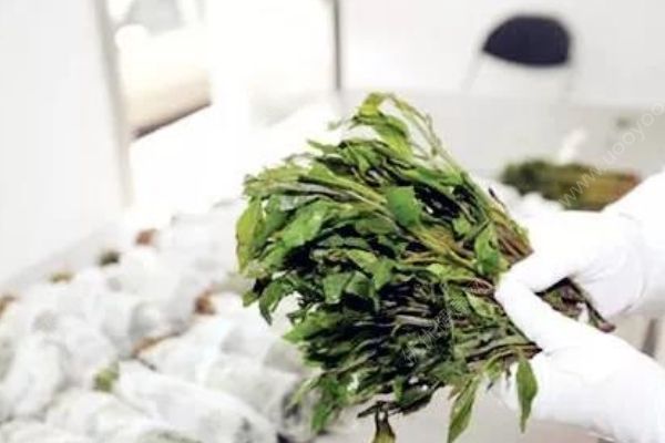 吃了蘑菇產(chǎn)生迷幻效果，樂隊成員帶它乘火車被抓了(4)