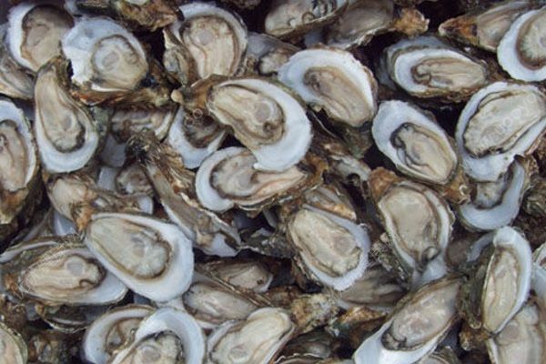 法國(guó)污染牡蠣銷往中國(guó)，牡蠣受到大腸桿菌污染(1)