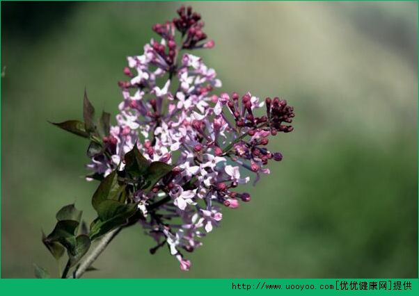 養(yǎng)丁香花好不好？養(yǎng)丁香花的好處有哪些？(4)