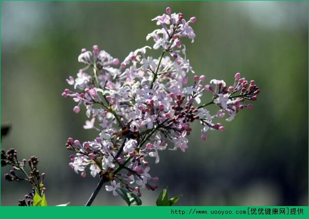養(yǎng)丁香花好不好？養(yǎng)丁香花的好處有哪些？(5)
