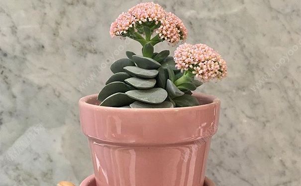 誰會(huì)拒絕一個(gè)幽默的人？幽默是挫折中優(yōu)雅的禮貌(1)
