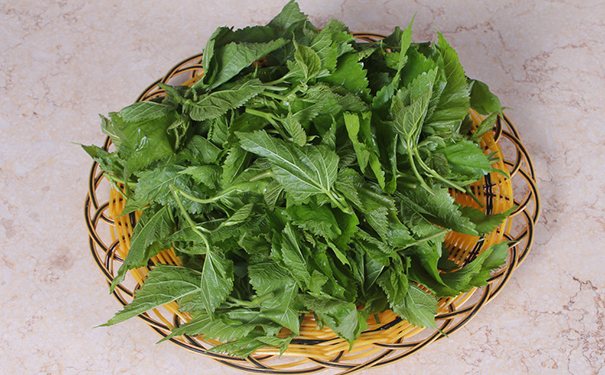 桑葉怎么吃有營養(yǎng)？桑葉有什么營養(yǎng)價值？(1)