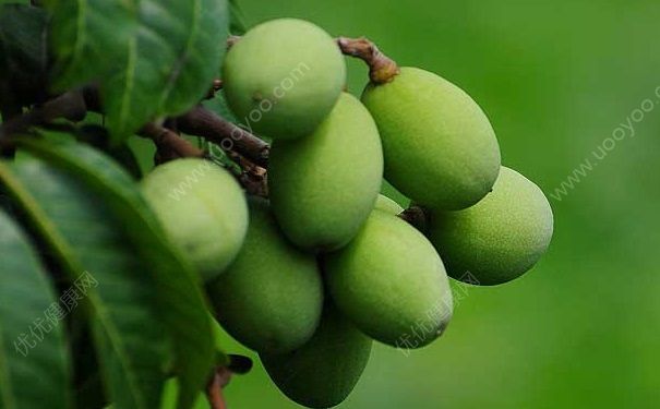 檳榔和橄欖的區(qū)別有哪些？檳榔和橄欖有什么區(qū)別？(1)