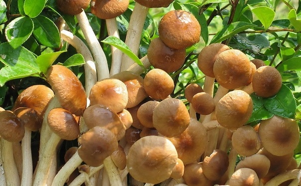 吃茶樹菇上火嗎？吃茶樹菇會上火嗎？(1)