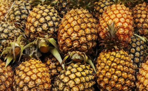 菠蘿什么時候成熟？菠蘿適合什么季節(jié)吃？(1)