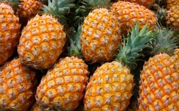 菠蘿什么時候成熟？菠蘿適合什么季節(jié)吃？(2)
