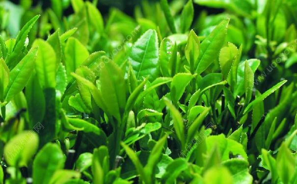 四季分別喝什么茶好？不同季節(jié)飲茶事項有哪些？(1)
