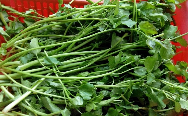 吃野芹菜中毒了怎么辦？野芹菜中毒怎么解毒？(1)
