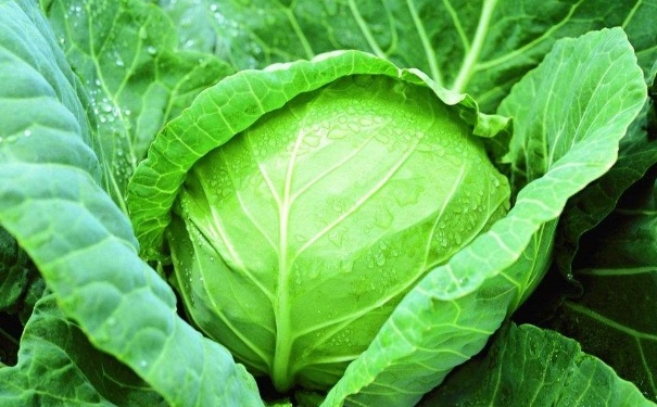 視力差吃什么好？哪些食物可以治?。?1)