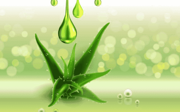 蘆薈外用護膚的效果有哪些？蘆薈護膚有什么功效？(1)