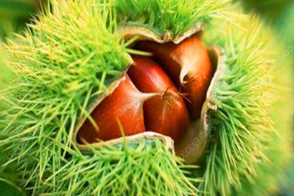 哺乳期能吃板栗嗎？母乳喂養(yǎng)能吃板栗嗎？(1)