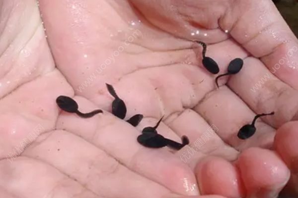 家長(zhǎng)給幼童喂食活蝌蚪，這樣吃可能會(huì)感染裂頭蚴！(4)