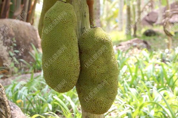 菠蘿蜜是什么？菠蘿蜜是榴蓮嗎？(1)