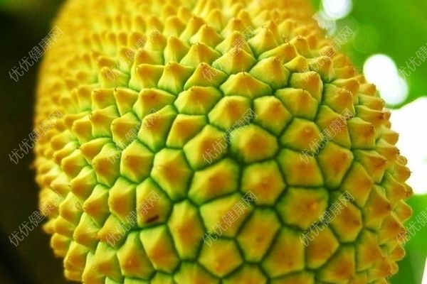 菠蘿蜜是什么？菠蘿蜜是榴蓮嗎？(5)
