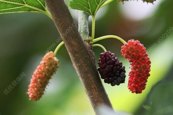 桑葚和樹莓的區(qū)別是什么？桑葚和樹莓的區(qū)別有哪些？(2)