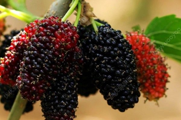 桑葚和樹莓的區(qū)別是什么？桑葚和樹莓的區(qū)別有哪些？(3)