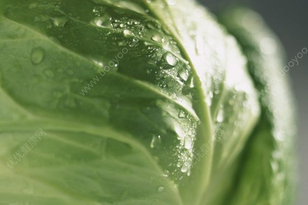 包菜能放冰箱嗎？包菜放冰箱能放多久？(1)